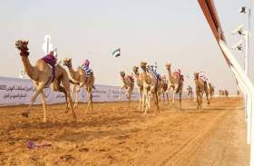 انطلاقة قوية لمنافسات مهرجان العين لسباقات الهجن