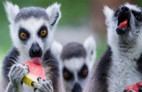 صغار الحيوانات تحتفل مبكرا بعيد الميلاد!