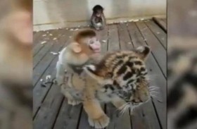 صداقة غريبة بين قرد وشبل نمر 