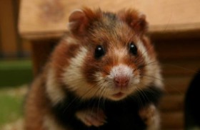 حيوانا هامستر يوصلان شاباً إلى الشهرة