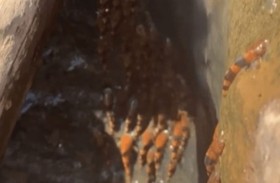 آلاف أسماك السلور تتسلق الشلالات وتذهل العلماء