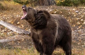 تفاصيل اللحظات الأخيرة لمتنزّه قتله دب 