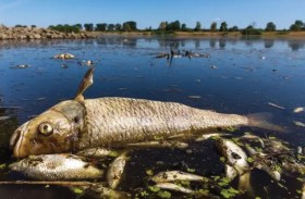 بولندا ترصد طحالب ذهبية سامة