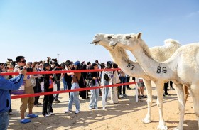 المحطة الختامية من مهرجان الظفرة تنطلق اليوم في مدينة زايد