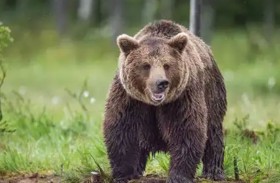 دب يهاجم سائحًا في موقع تراث عالمي 