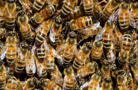 سرب نحل يقتل رجلاً ويصيب 4 آخرين 