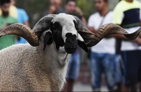 يلقى حتفه بـ«نطحة» كبش