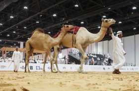 3 مزادات فريدة من نوعها يُنظّمها معرض أبوظبي الدولي للصيد والفروسية