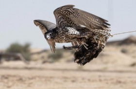 الظفرة يحصد «رباعية التفوق» في بطولة فخر الأجيال للصيد بالصقور