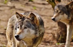 الذئاب تقض مضاجع قرى عراقية