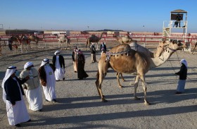 مهرجان الظفرة يخصص أشواطا لإبل الوضح والمهجنات الأصايل