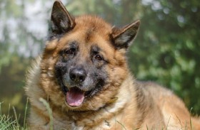 ماذا تعرف عن «اليوم العالمي للكلاب»؟