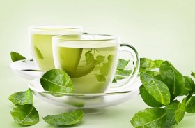 مستخلص الشاي الأخضر يكافح التليف الرئوي