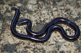 اكتشاف نادر لأصغر أفعى على وجه الأرض 