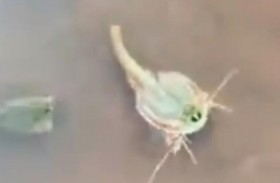 روبيان الديناصورات يظهر من جديد