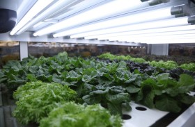 الاستثمارات الإماراتية في قطاع الزراعة.. قوة دافعة للاقتصاد الوطني ترسخ استدامة التنمية