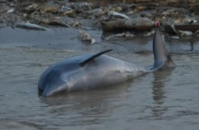 الجفاف يقضي على 10 % من دلافين بحيرة في الأمازون