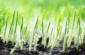 نجاح تجربة إنبات الشعير على تربة شبيهة بسطح المريخ