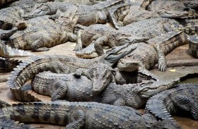 رجل ضحية لـ 40 تمساحا