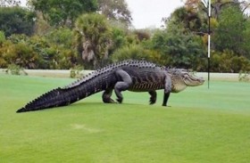 تمساح عملاق في ملعب للغولف