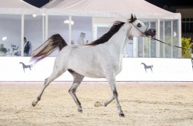 «ع. ج. العلا» الأجمل في افتتاح «دولية أبوظبي للخيل العربية»