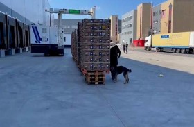 يسلمون شحنة كوكايين ضخمة للمتاجر بالخطأ