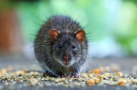 التغير المناخي وانتشار الفئران.. علماء يدقون ناقوس الخطر