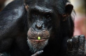 لم يترك وراءه ذرية.. نفوق أكبر شمبانزي ذكر معمر