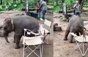 فيل يحاول الجلوس على مقعد