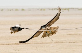 «سارمات» يحلق برمز الجير شاهين للعامة المفتوح في كأس رئيس الدولة للصيد بالصقور