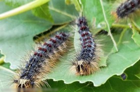 تحذير صارم من آفة عملاقة