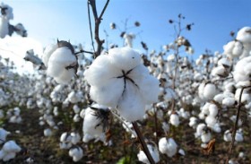 القطن في القرية العالمية بدبي «يتكلم مصري»