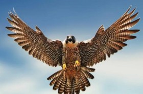 «الصقر الصغير » جديد الطائرات بدون طيار الصينية