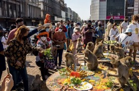 هذا ما فعلته القردة في وليمة فخمة على شرفها