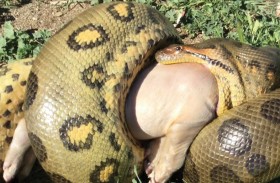 «حل اللغز».. كيف تهضم الثعابين عظام فرائسها؟