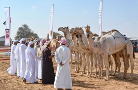 معايير دقيقة لرصد جماليات الإبل في مهرجان محمد بن زايد لسباقات الهجن