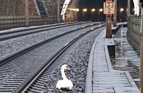 طائر بجع يوقف حركة القطارات