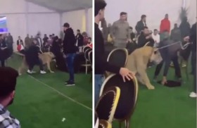 أسد يثير الذعر بحفل زفاف 