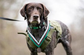 أشهر 5 كلاب نافست البشر على الألقاب