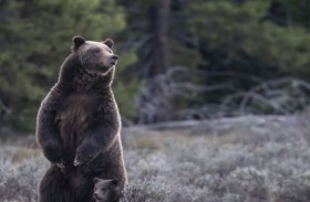 «هجوم قاتل» لدب والضحية مسن وكلبه
