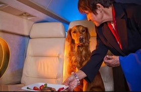 تخصيص طيران «درجة أولى» للكلاب