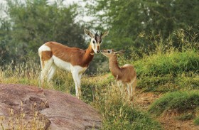 حديقة الحيوانات بالعين تستقبل 575 مولوداً يتمتعون بأفضل مستويات الرعاية البيطرية