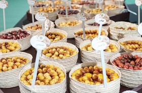 نخبة الرطب تسجل 82 صنفا من 21 مزرعة في ليوا للرطب