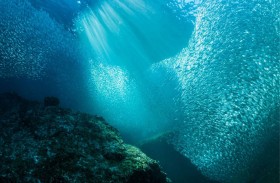 بيئة أبوظبي تحقق نسبة 97.4 % في مؤشر الصيد المستدام