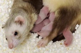 استنساخ أول حيوان مهدد بالانقراض