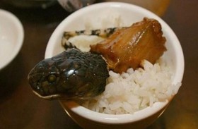 طبق الأفاعي