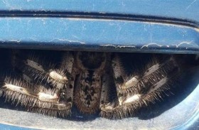 عنكبوت ضخم يحتاج 3 رجال لإمساكه