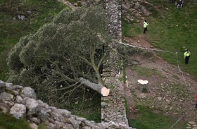 السجن 4 سنوات لرجلين قطعا «شجرة روبن هود» 