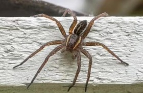 عناكب بحجم الجرذان 