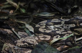 فلوريدا تحارب الثعابين بتحويلها لحقائب يد